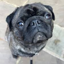 Pug puppy for sale in Colombo 12, Colombo.