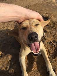 Sinhala Hound (Sri Lankan street dog) puppy for adoption in Ampara, Ampara