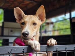 Sinhala Hound (Sri Lankan street dog) puppy for adoption in Algama, Kegalle