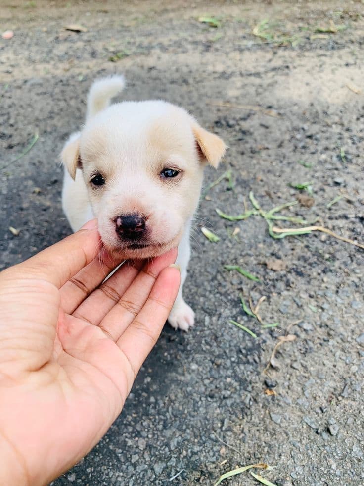 Sinhala Hound (Sri Lankan street dog) puppy for adoption in Tangalla, Hambantota