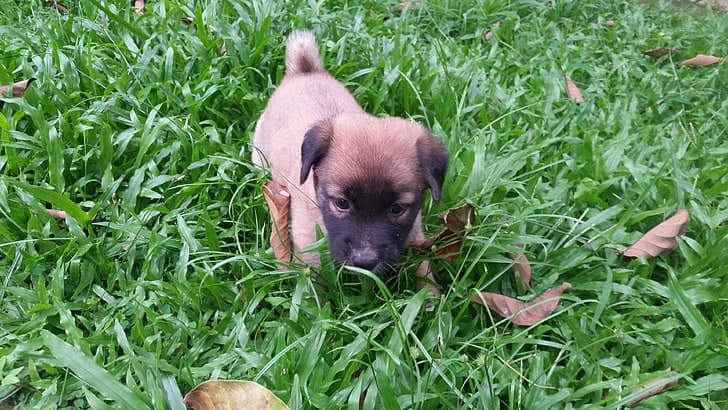 Sinhala Hound (Sri Lankan street dog) puppy for adoption in Alawatugoda, Kandy