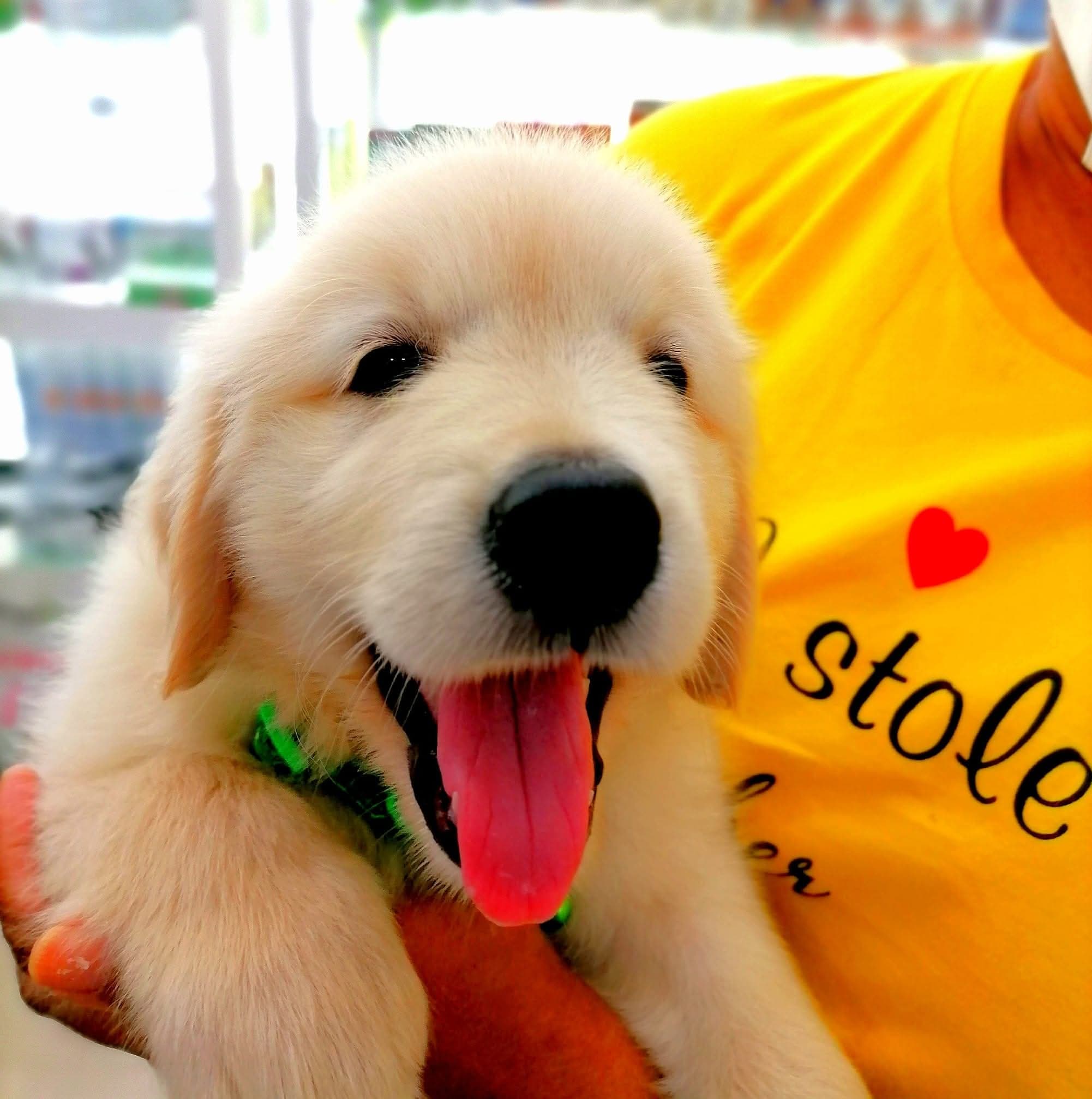 Tangalle Animal Hospital, a Veterinarian in Tangalla, Hambantota