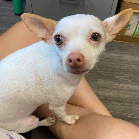 Chihuahua puppy for sale in Alahitiyawa, Kurunegala