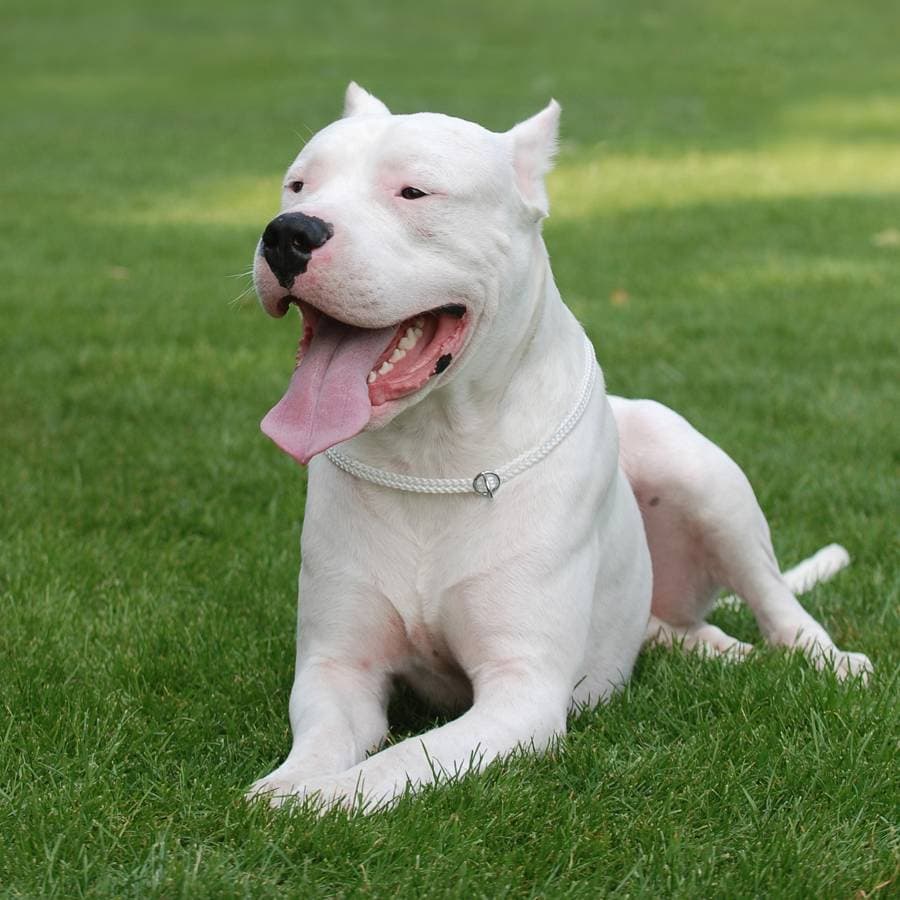 Dogo Argentino puppy for sale in Alawatuwala, Matale